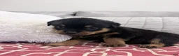 Rottweiler dogs for sale: Pink female  - Ad 4