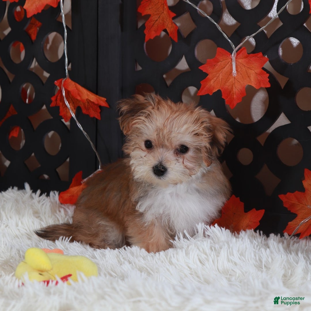 Yochon dogs for sale: Blondie - Ad 2