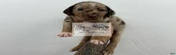 Catahoula Leopard Dog dogs for sale: Catahoula Leopard Dog Puppy 1 - Ad 14