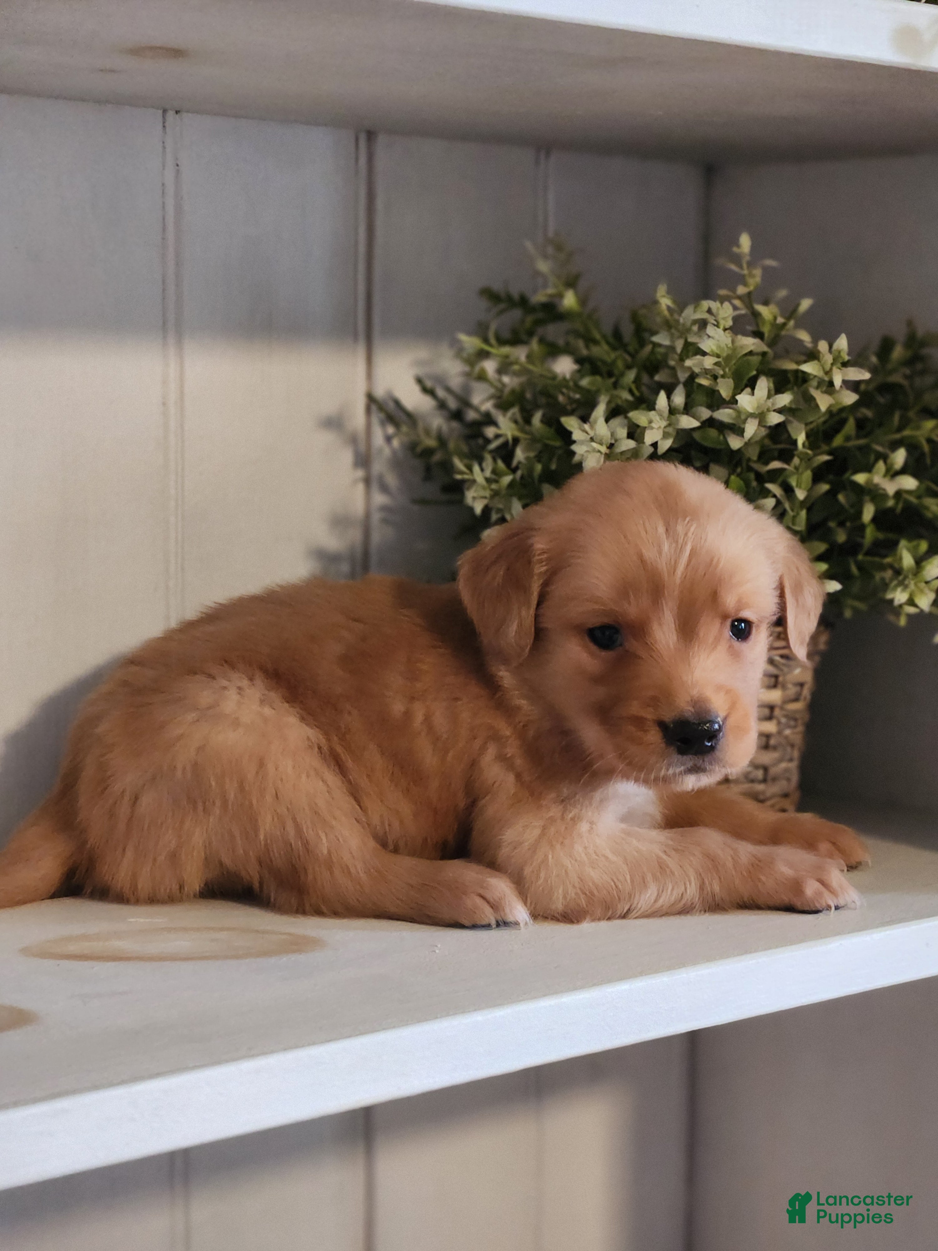 Golden Retriever dogs Rocky - Ad 1