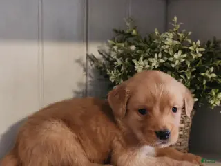 Golden Retriever dogs for sale: Rocky - Ad 4