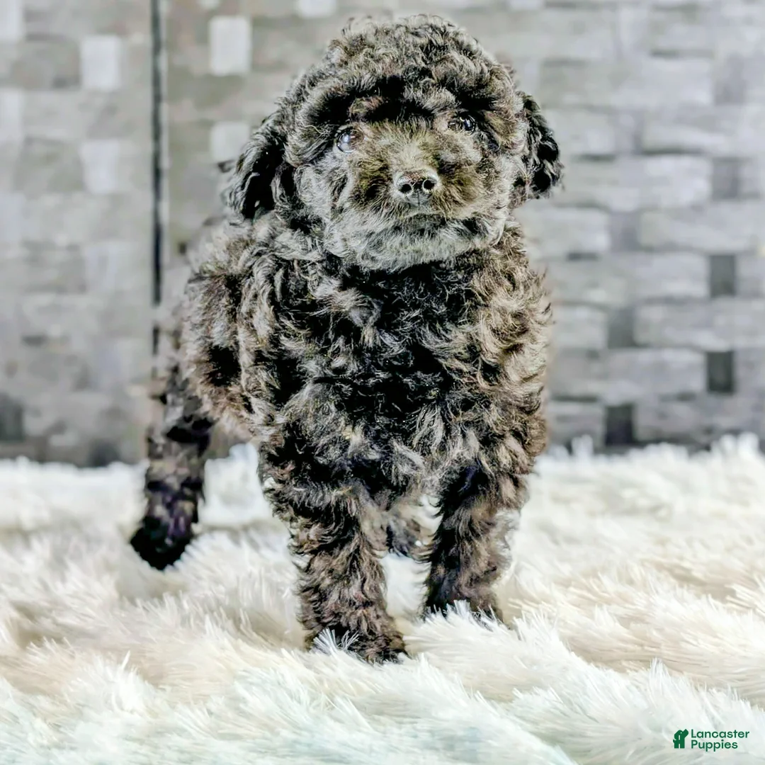 Bichpoo dogs for sale: Boss - Ad 3