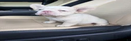 French Bulldog dogs for sale: French Bulldog 7 - Ad 6