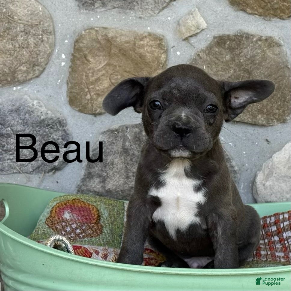 Frenchton dogs for sale: Beau - Ad 1