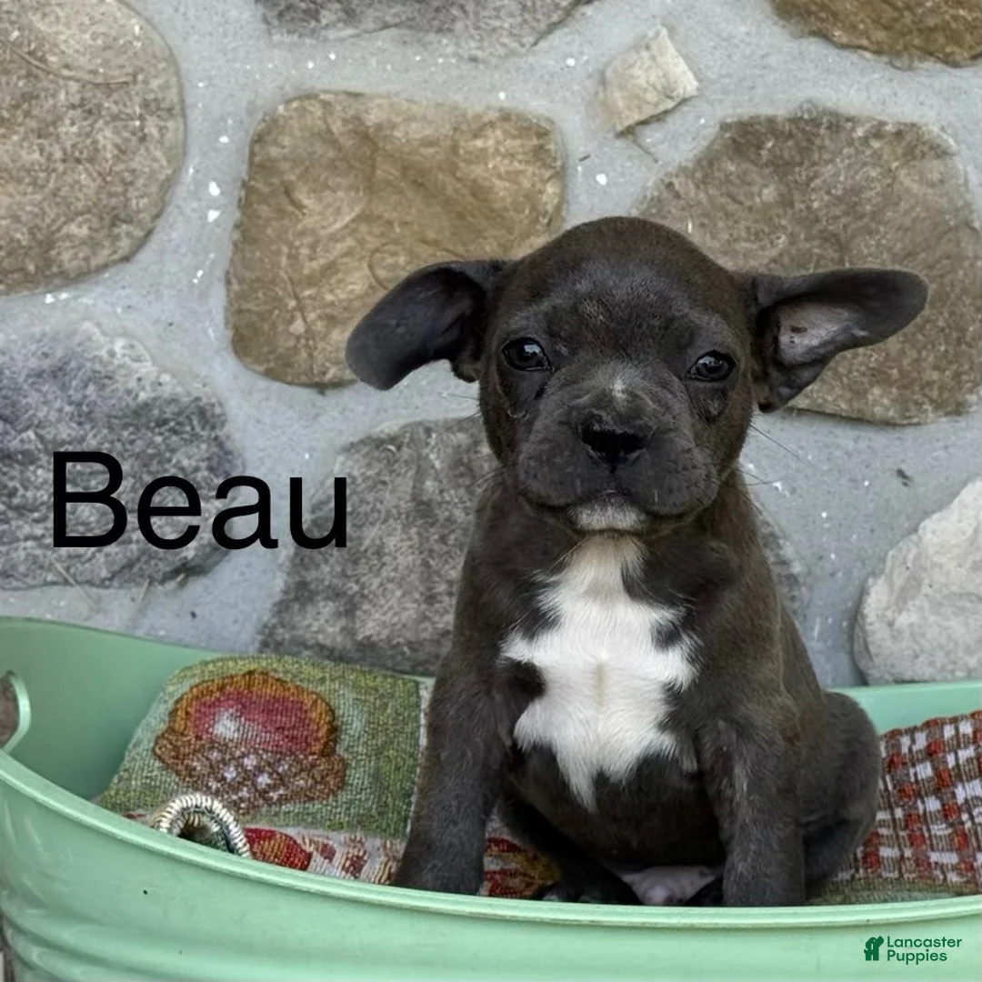 Frenchton dogs for sale: Beau - Ad 1