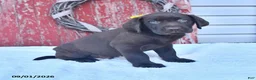Labrador Retriever dogs for sale: Bobby - Ad 5