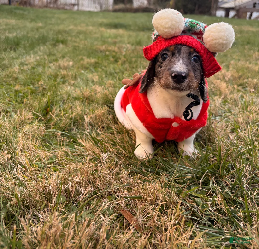 Miniature Dachshund dogs for sale: Frost - Ad 5