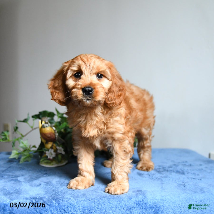 Cavapoo dogs Romeo  - Ad 2