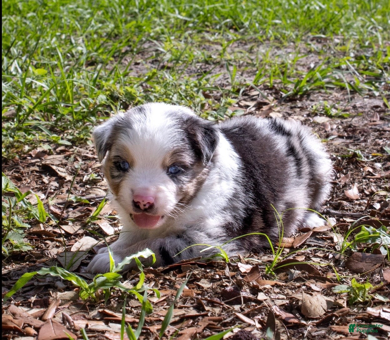 Miniature Australian Shepherd dogs Boy 2 - Ad 2