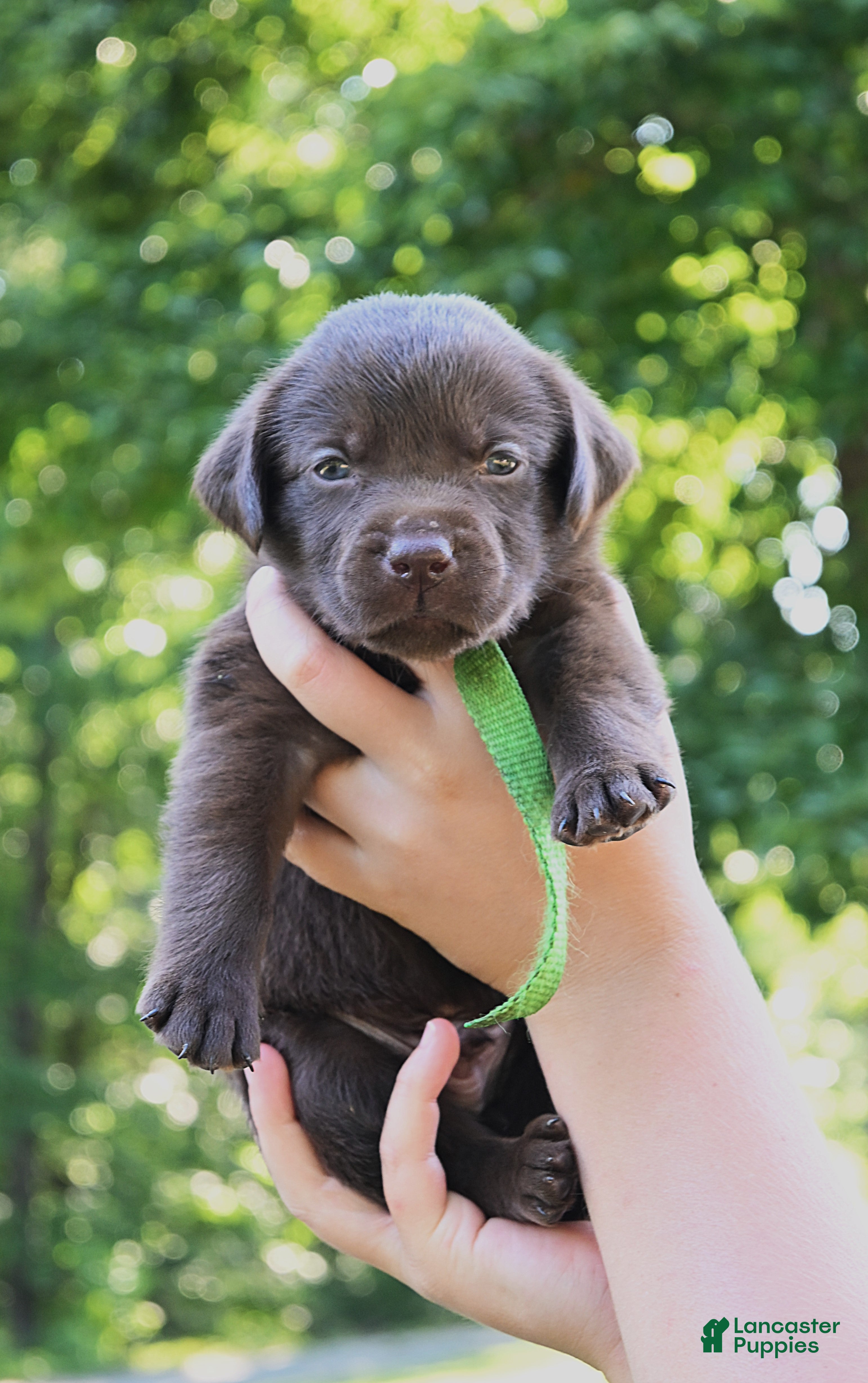 Labrador Retriever dogs Light Green Collar (Chocolate) - Ad 1