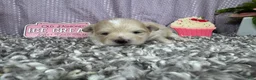 Pomapoo dogs for sale: Pomapoo 1 - Ad 4