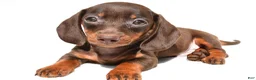 Dachshund dogs for sale: Royal - Ad 1