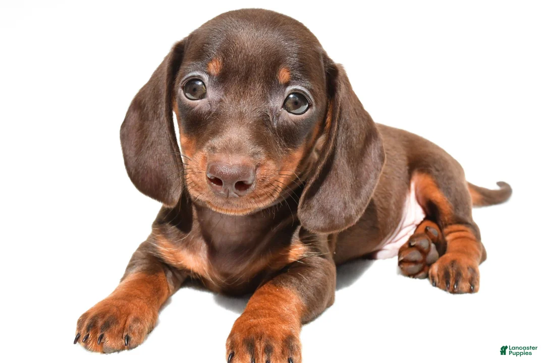 Dachshund dogs for sale: Royal - Ad 1
