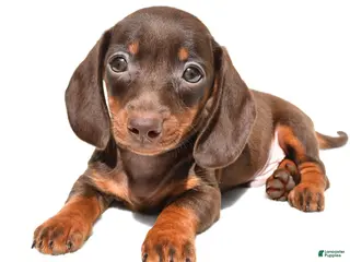 Dachshund dogs for sale: Royal - Ad 2