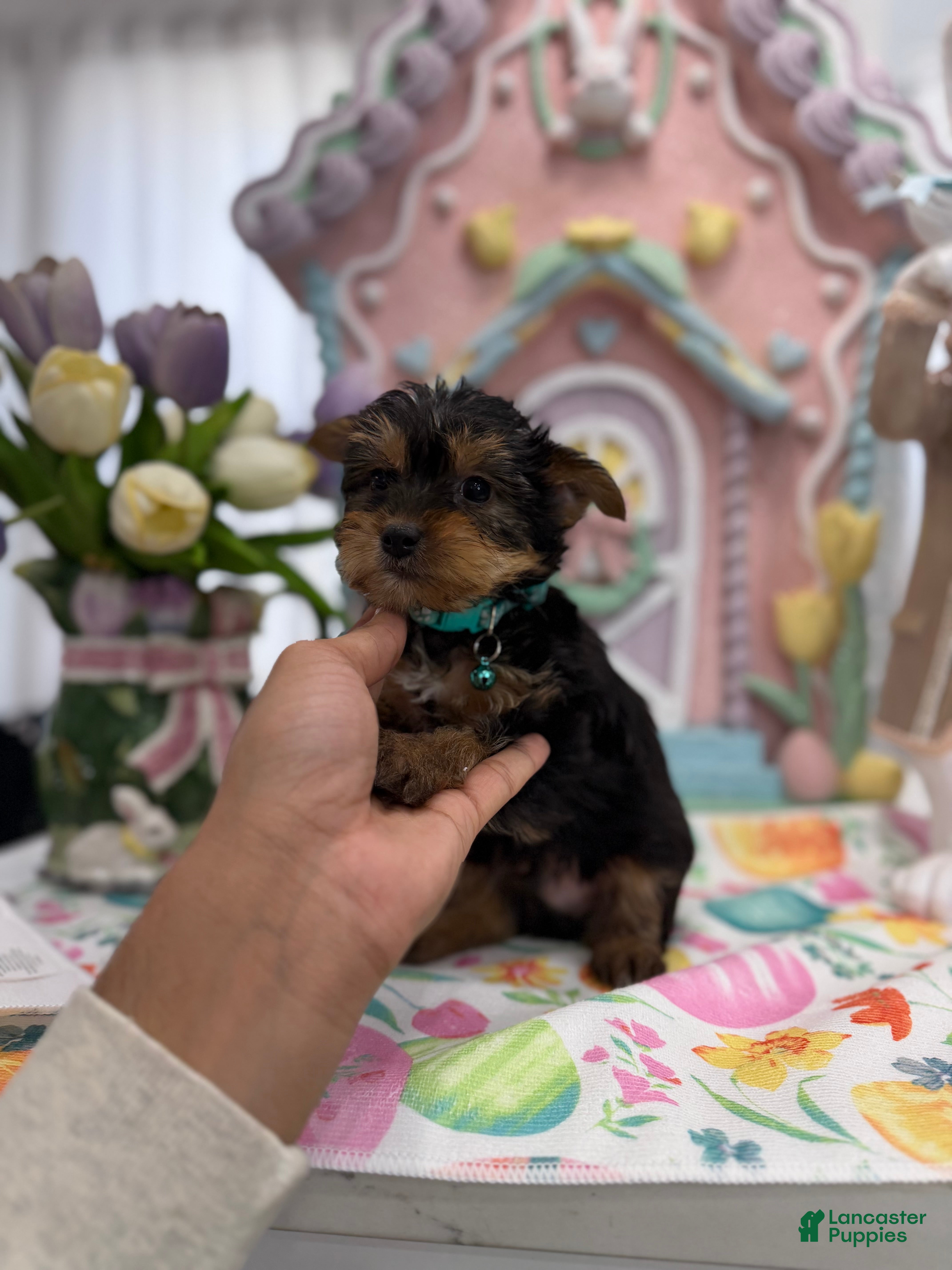 Yorkshire Terrier dogs Felix - Ad 16