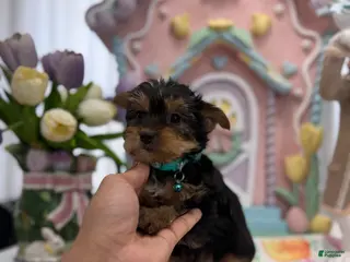 Yorkshire Terrier dogs Felix - Ad 16