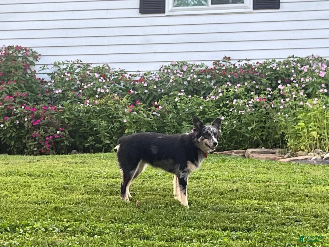 Miniature Australian Shepherd dogs for sale: Jax - Ad 7