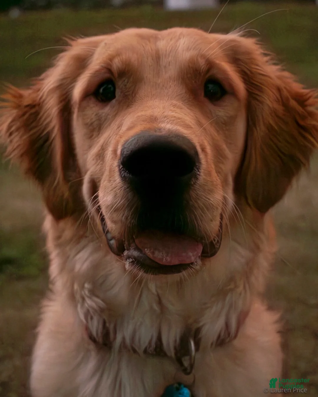 Goldendoodle dogs for sale: Black - Ad 2