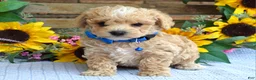 Maltipoo dogs for sale: Tristan  - Ad 6