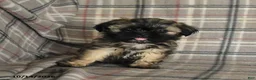 Shih Tzu dogs for sale: Twix - Ad 5
