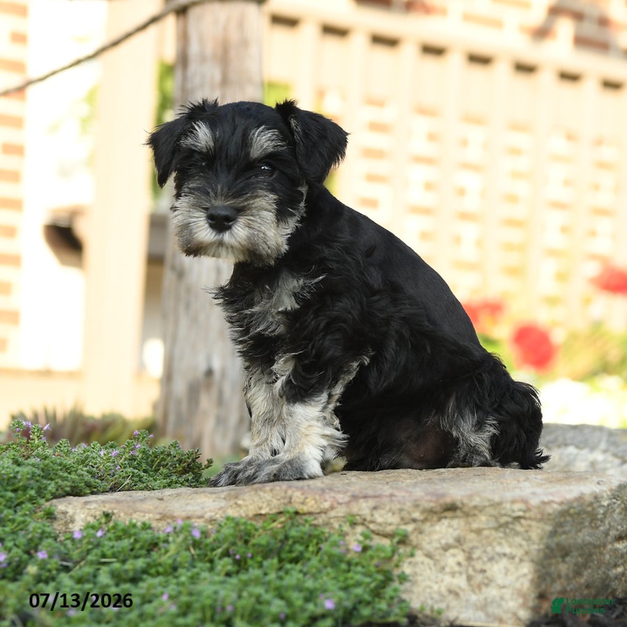 Miniature Schnauzer dogs Lassie - Ad 2