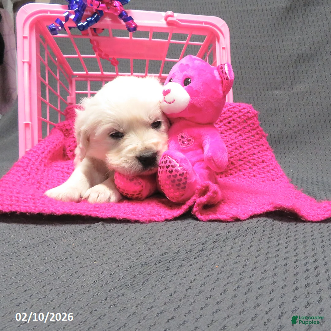 Golden Retriever dogs for sale: Missy - Ad 2