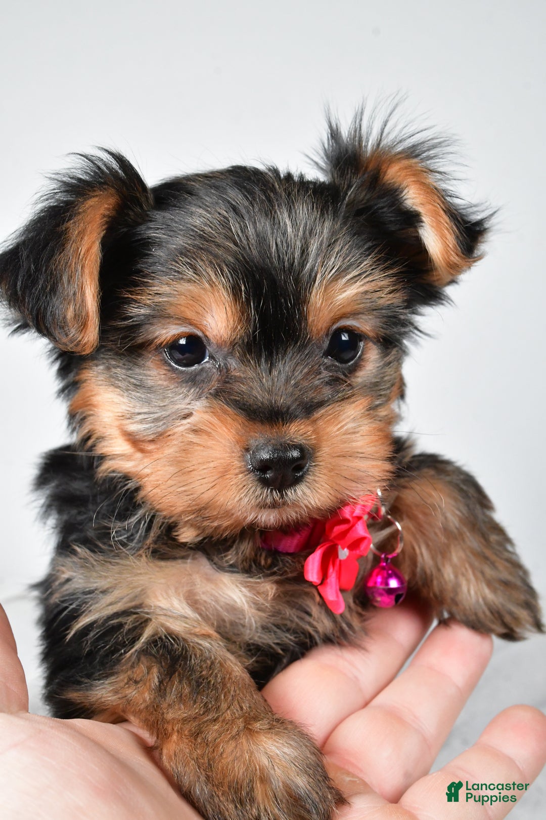 Yorkshire Terrier dogs for sale: Avery teacup - Ad 6