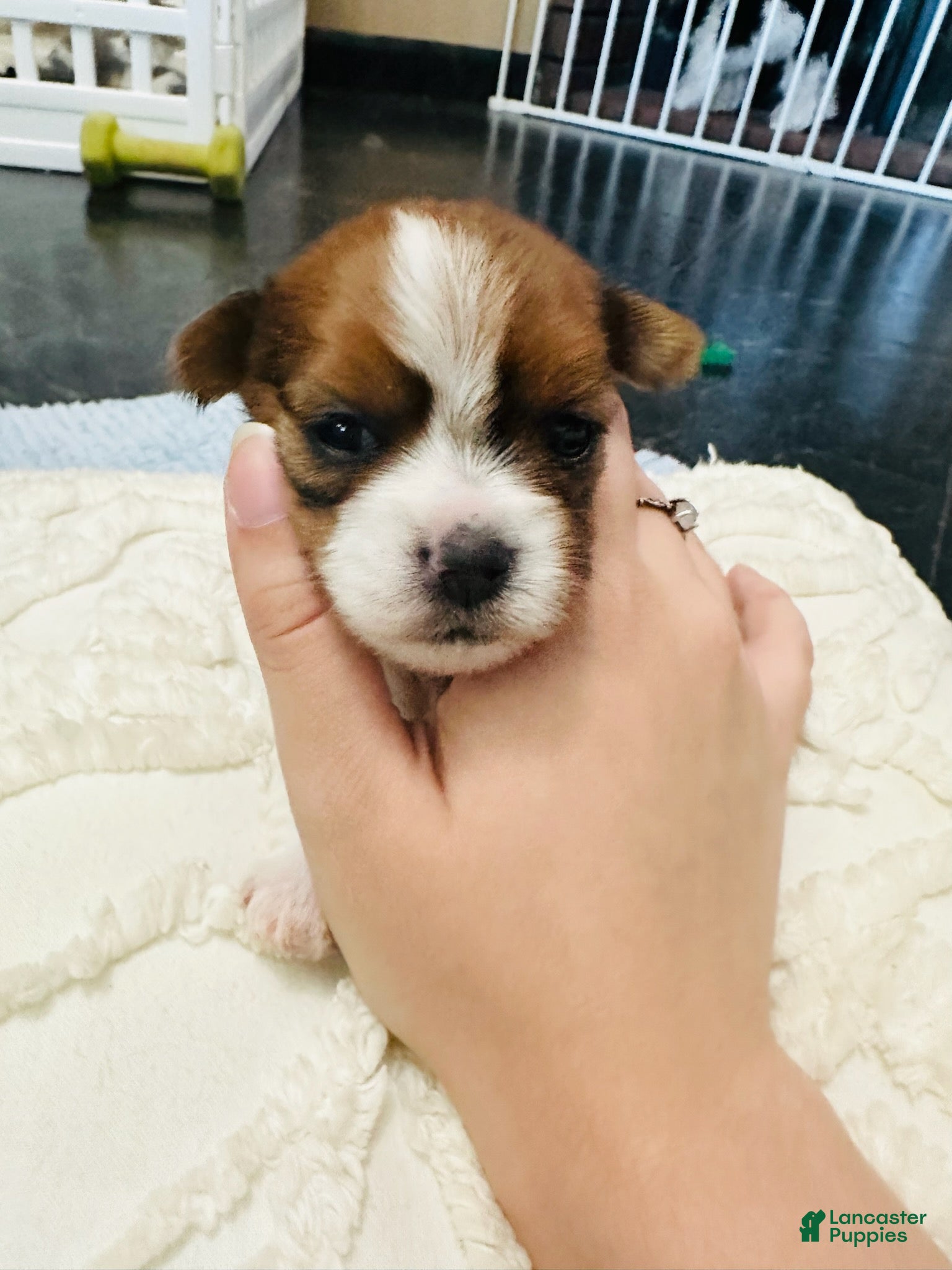 Mixed Breed dogs Girl - Ad 2