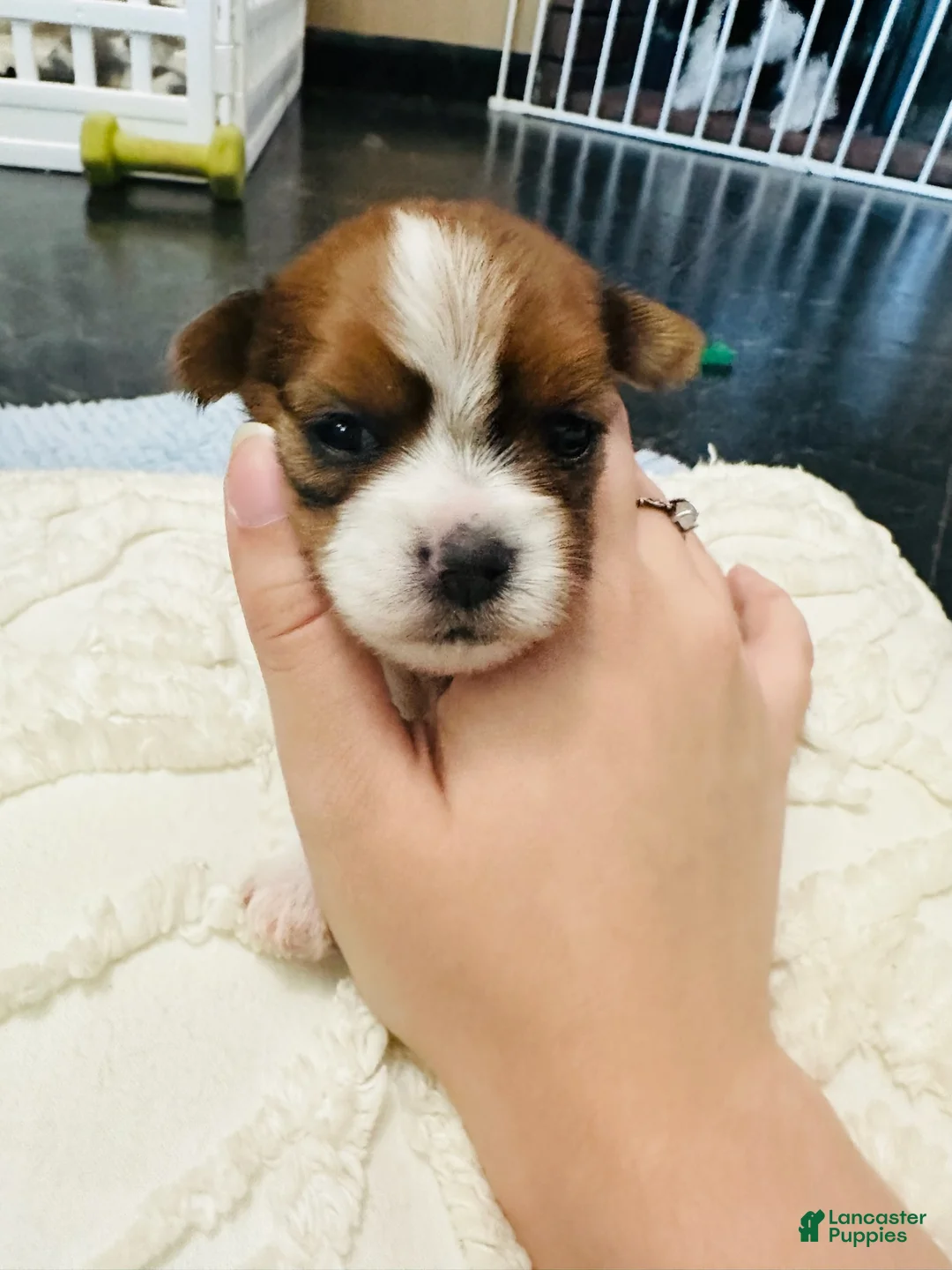 Mixed Breed dogs for sale: Girl - Ad 2