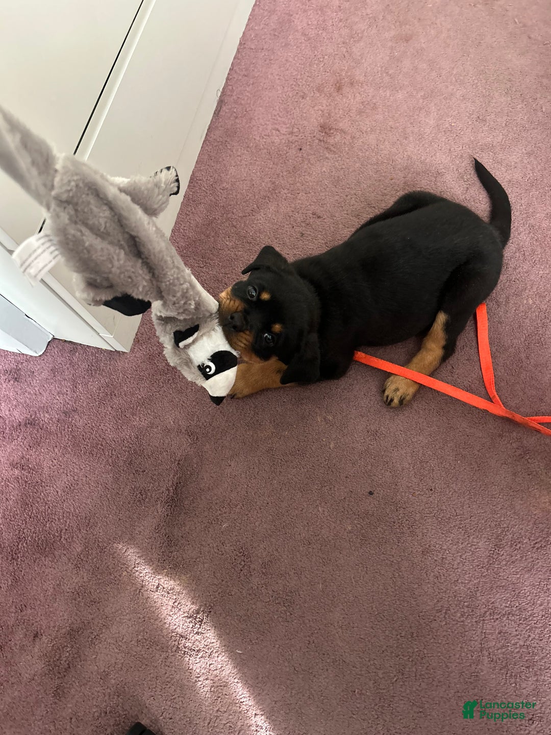 Rottweiler dogs for sale: Mango - Ad 4
