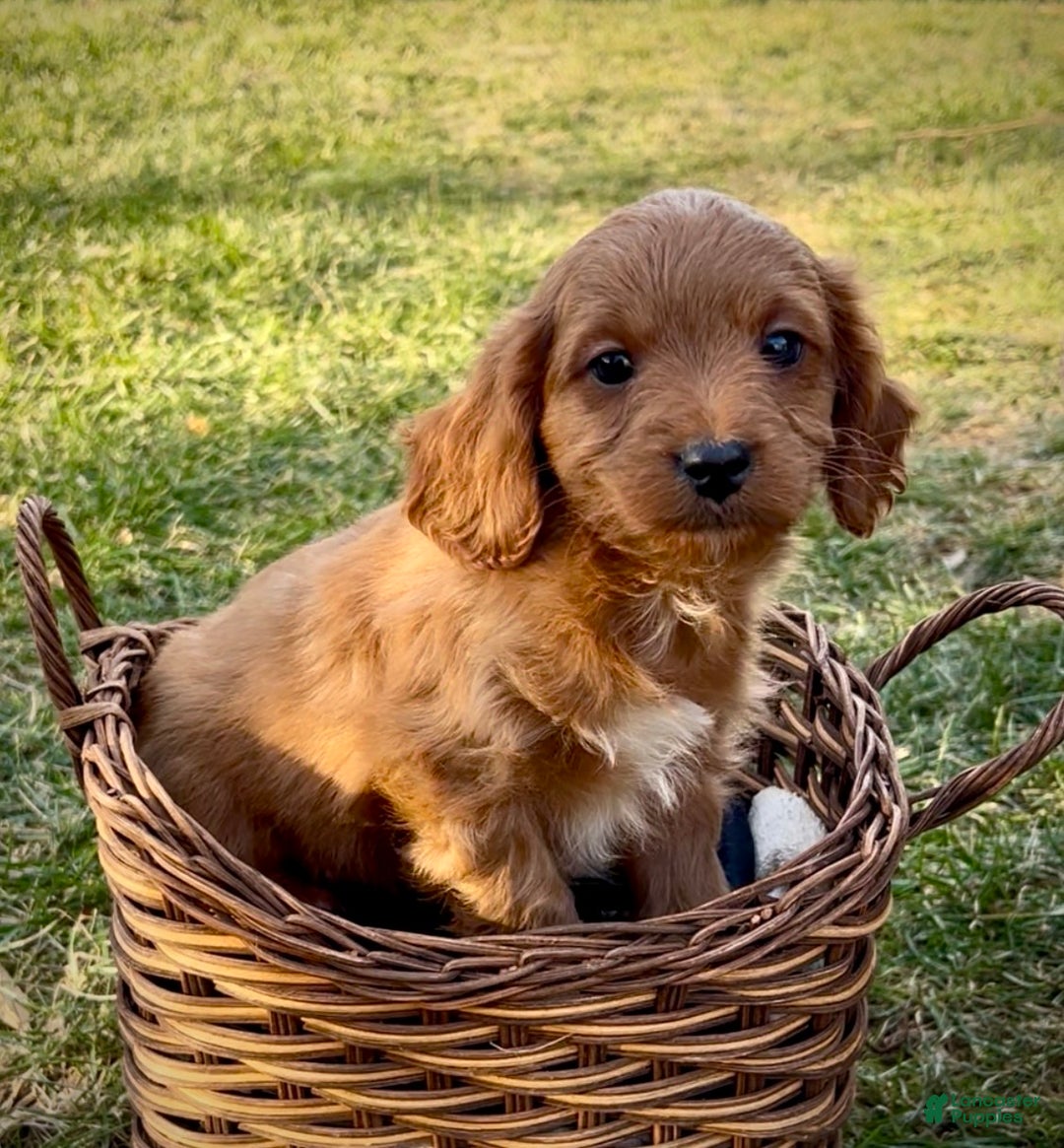 Cavapoo dogs for sale: Charley - Ad 3