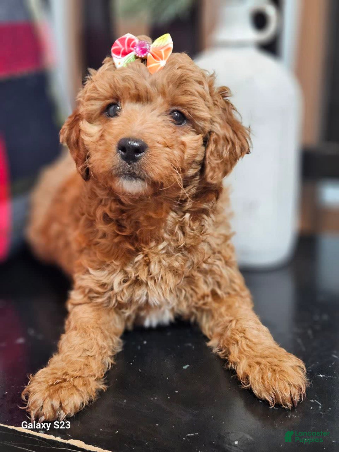 Gallery Image {{count}}