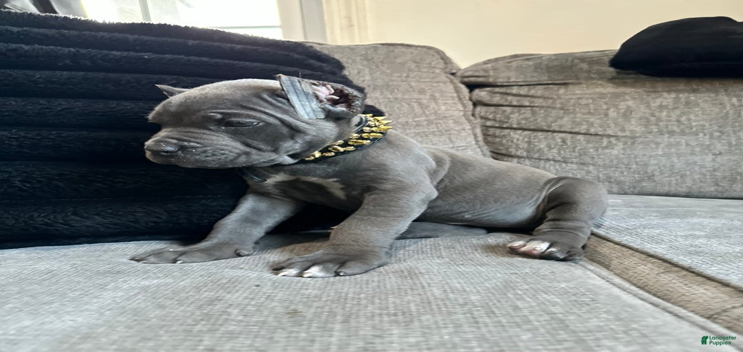 Gallery Image {{count}}