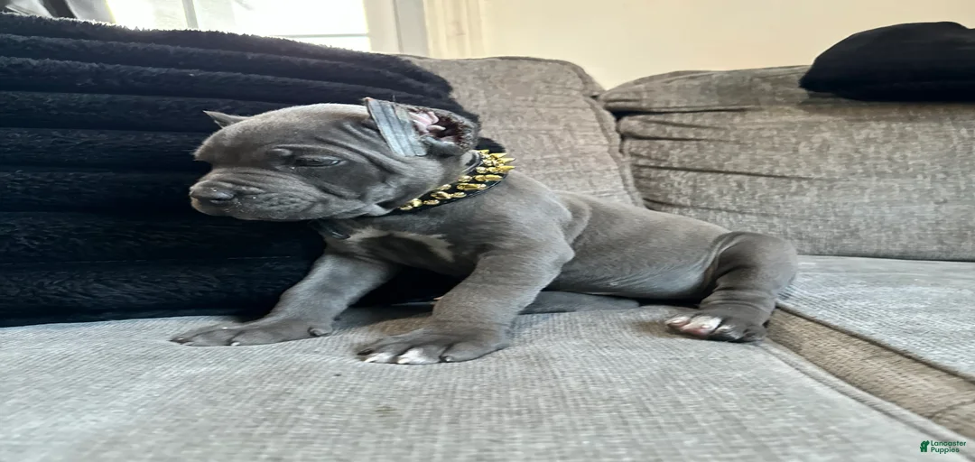 Gallery Image {{count}}