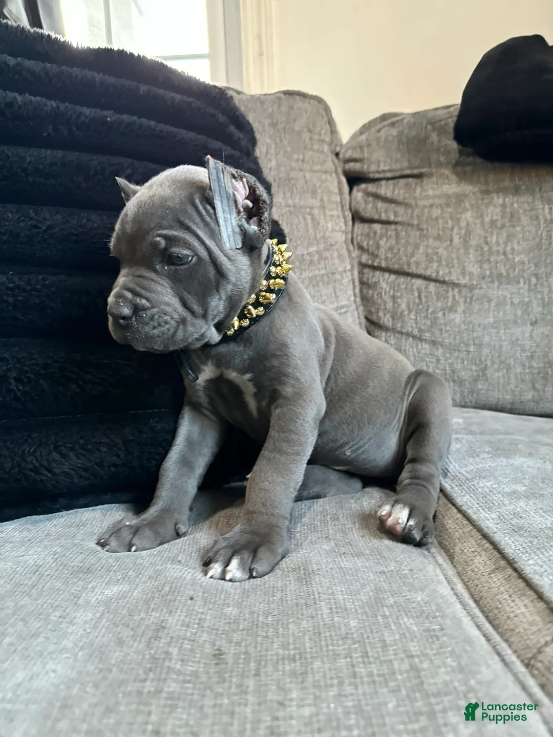 Gallery Image {{count}}