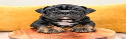 English Bulldog dogs for sale: Mabel - Ad 4