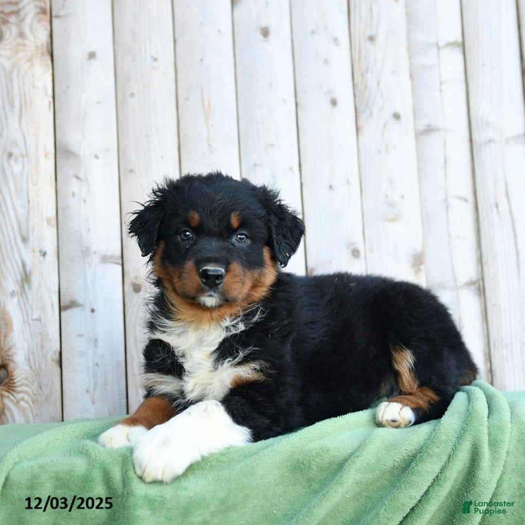 Australian Shepherd dogs for sale: Dorrie - Ad 2