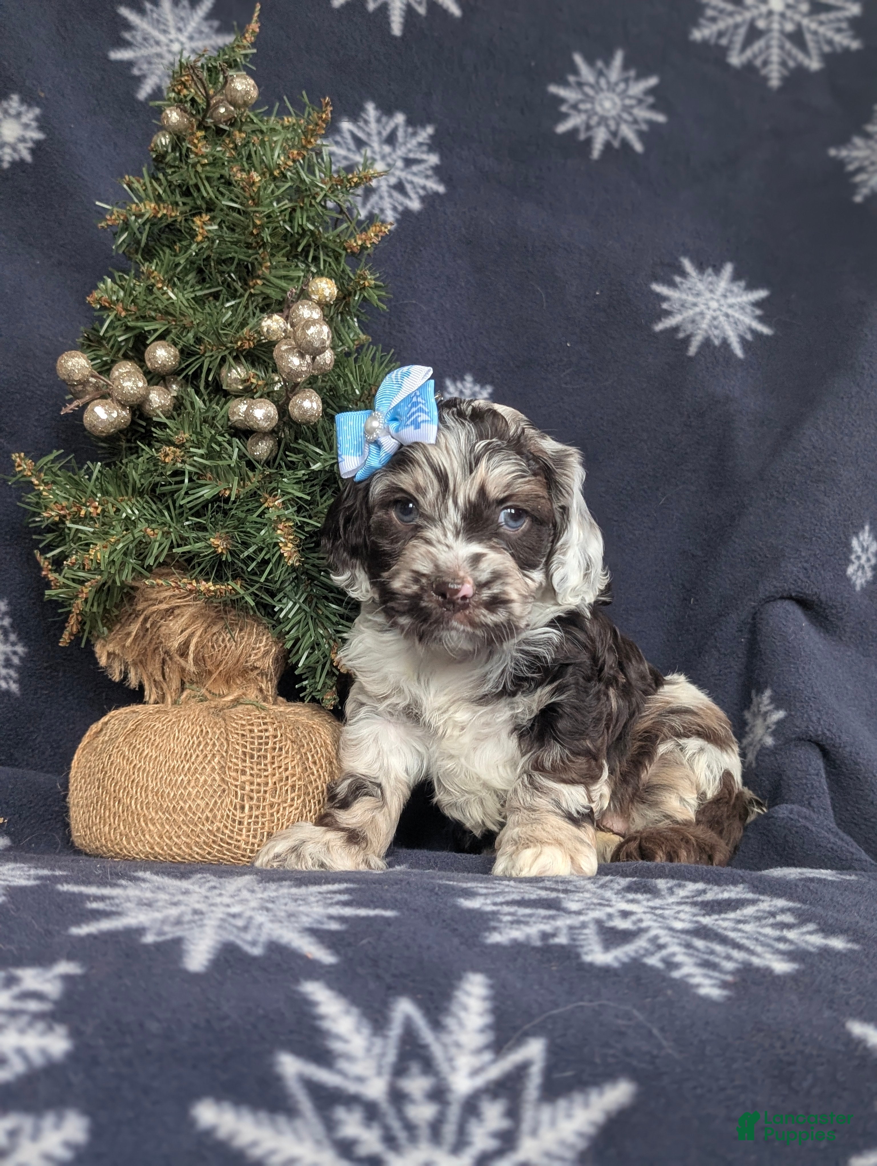 Cockapoo dogs Bella Chocolate Merle - Ad 7