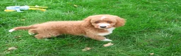 Mini Goldendoodle dogs for sale: Lenny - Ad 1