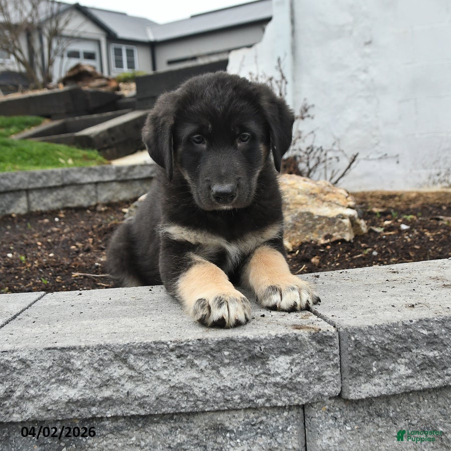 Mixed Breed dogs Bear - Ad 1