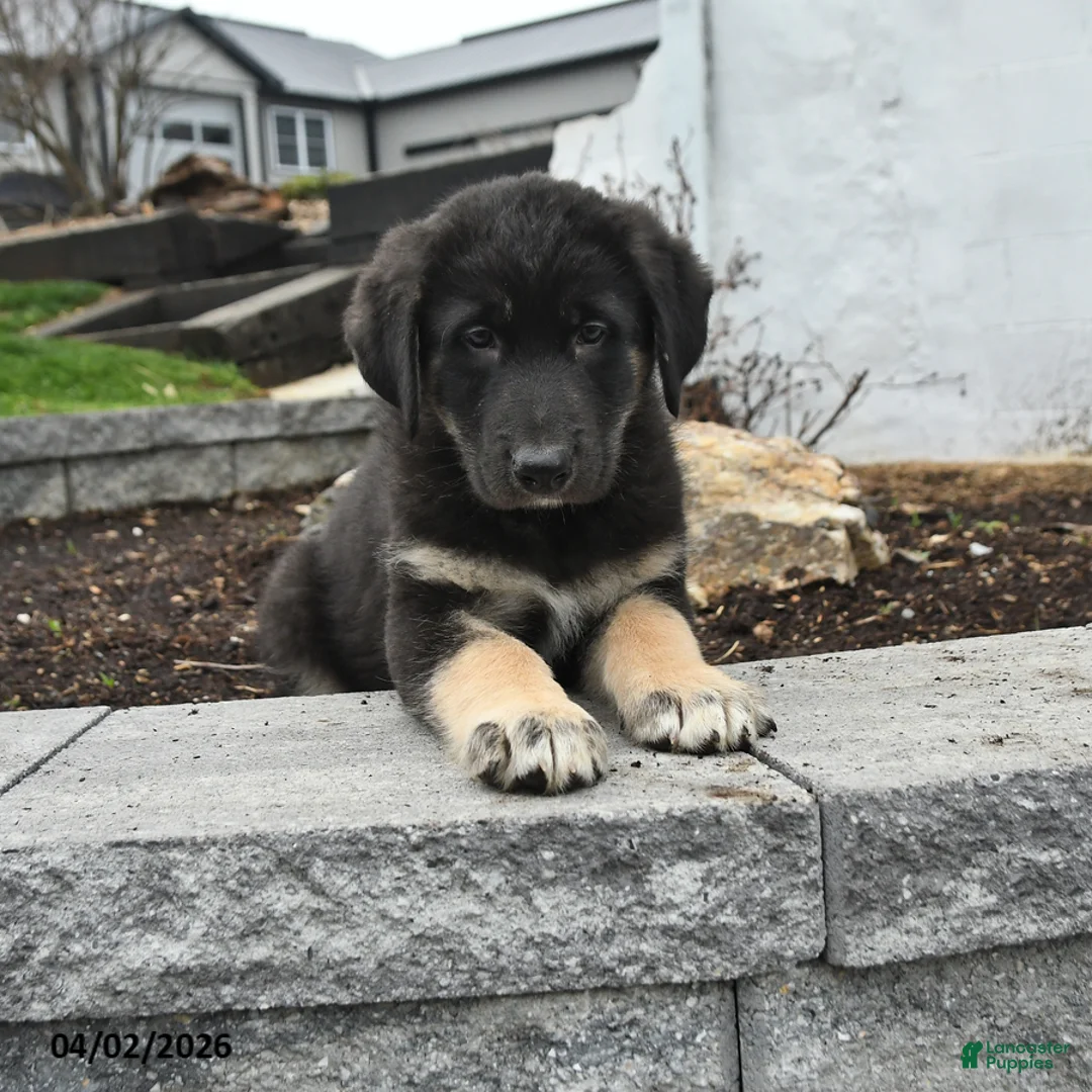 Mixed Breed dogs for sale: Bear - Ad 1