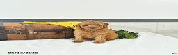 Toy Poodle dogs for sale: Liam - Ad 3