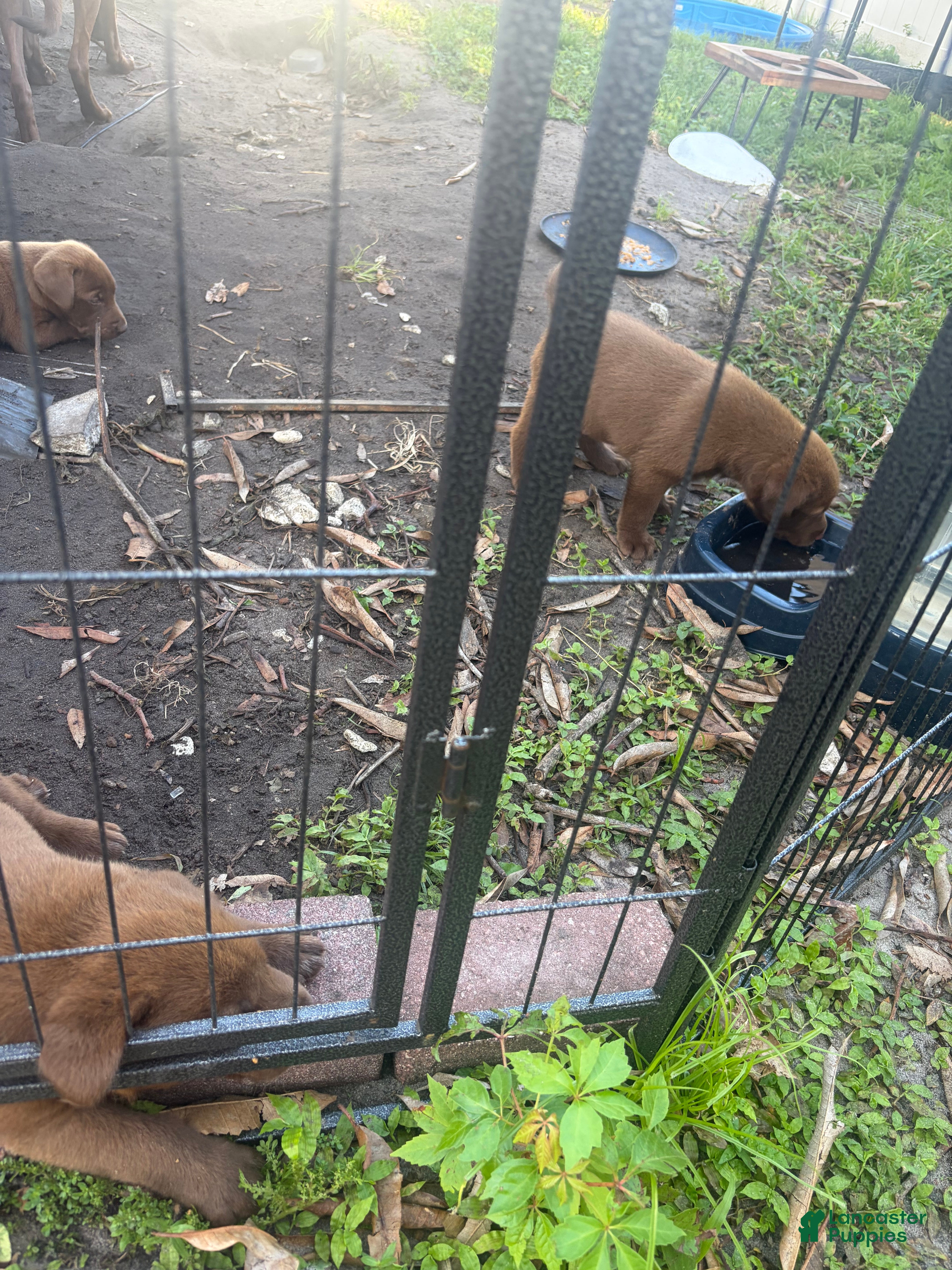 Labrador Retriever dogs Labrador Retriever 2 - Ad 1