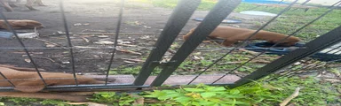 Labrador Retriever 2