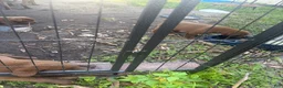 Labrador Retriever dogs for sale: Labrador Retriever 2 - Ad 1