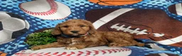 Goldendoodle dogs for sale: Farley Hypoallergenic - Ad 3