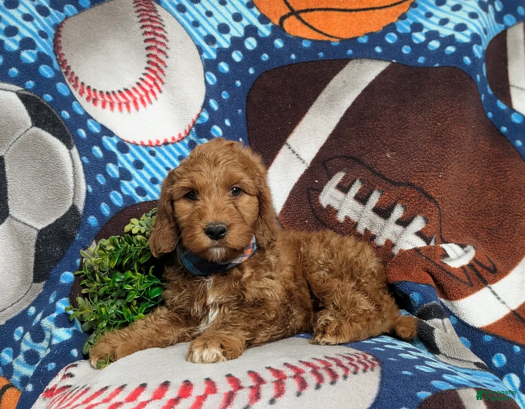 Goldendoodle dogs for sale: Farley Hypoallergenic - Ad 3