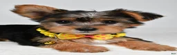 Yorkshire Terrier dogs for sale: Myles - Ad 5