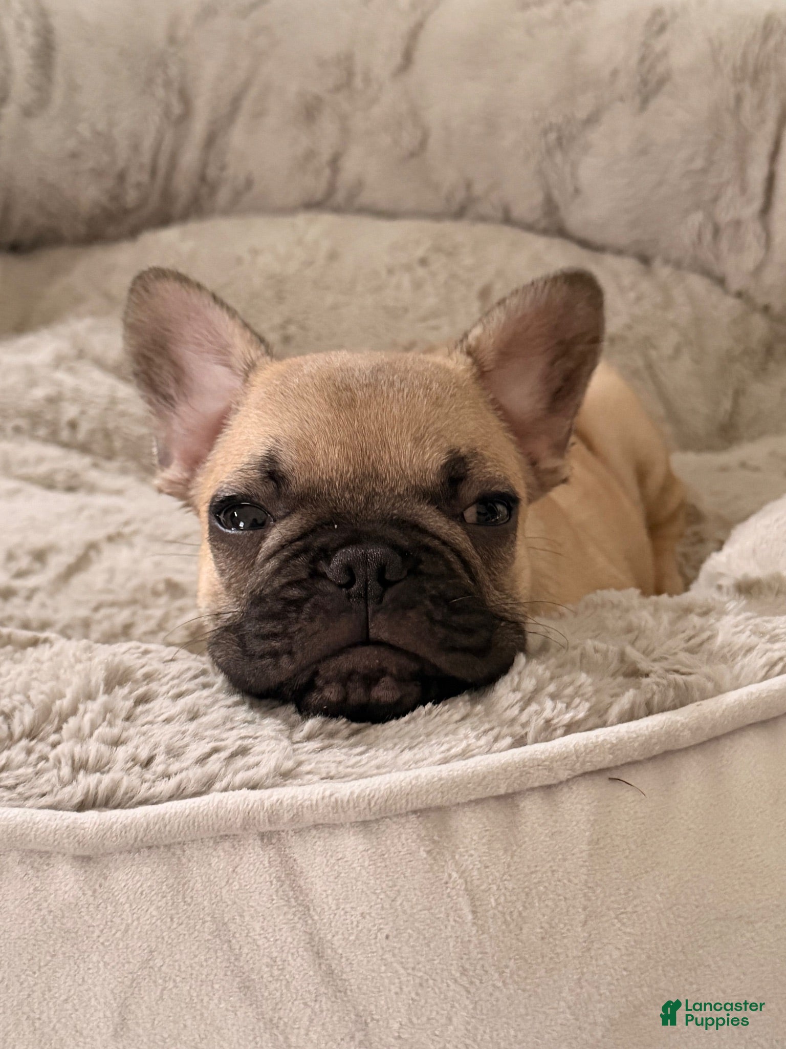 French Bulldog dogs French Bulldog 1 - Ad 35