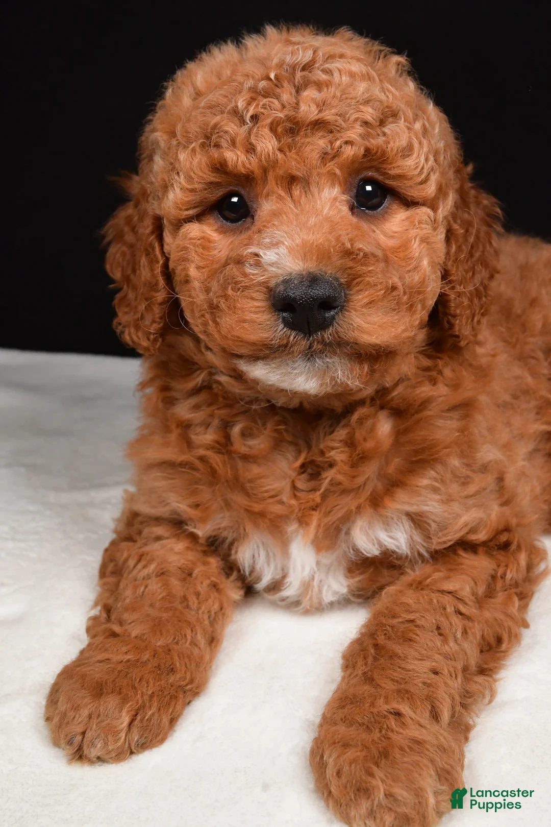 Goldendoodle dogs for sale: Gracie - Ad 2